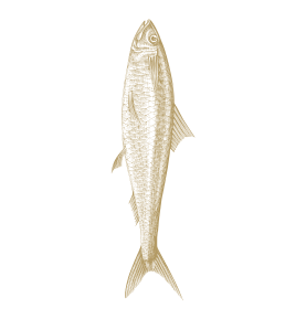 Sardine