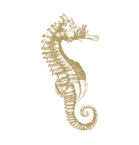 Seahorse