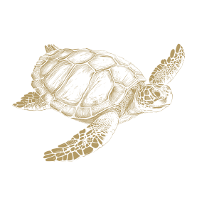 Hawksbill Sea Turtle