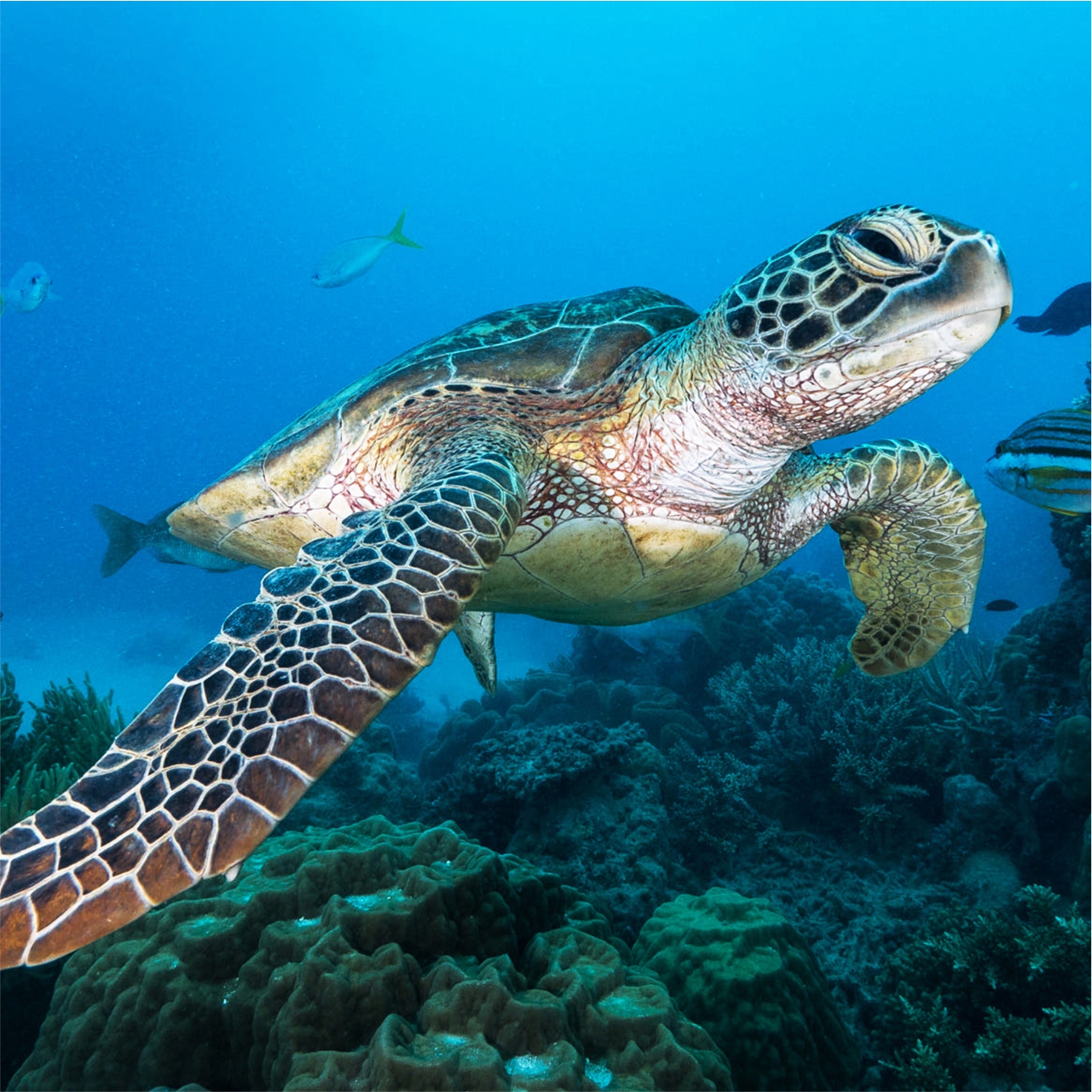 Turtle