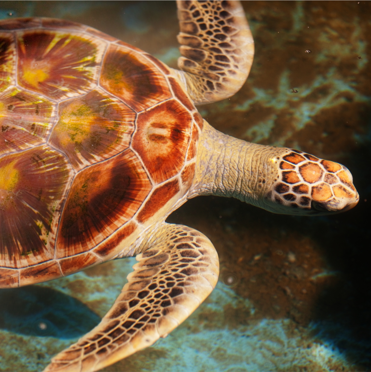 Turtle