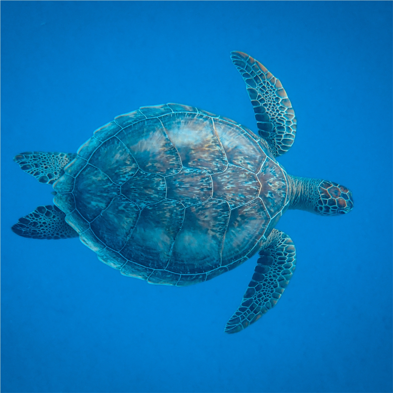 Turtle