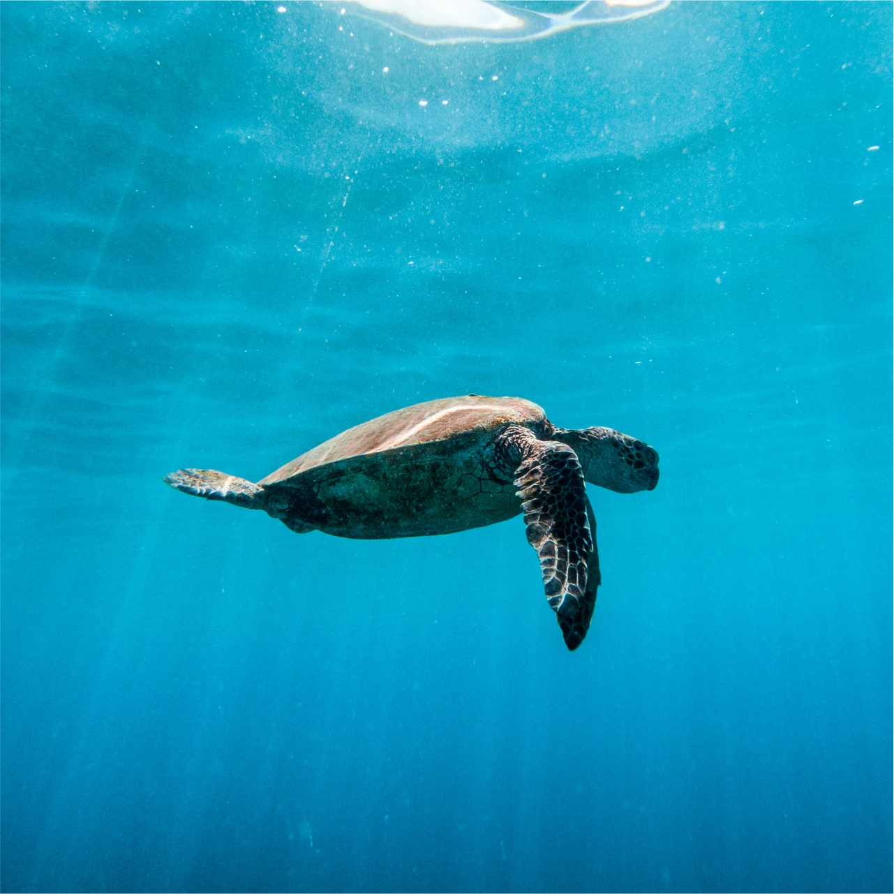 Turtle