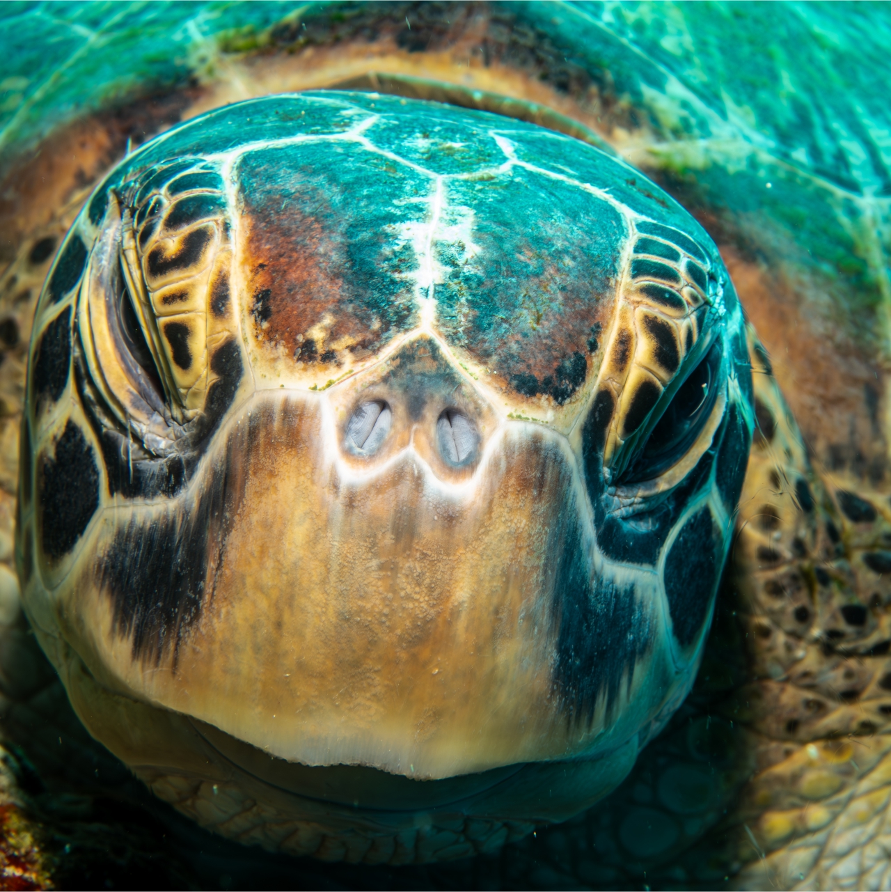 Turtle