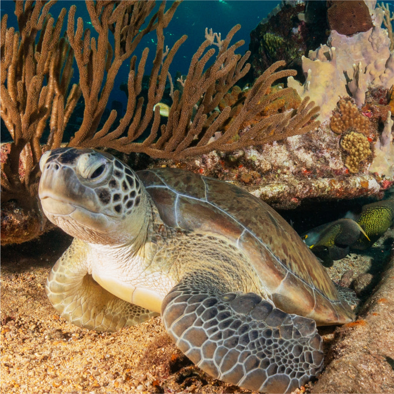 Turtle